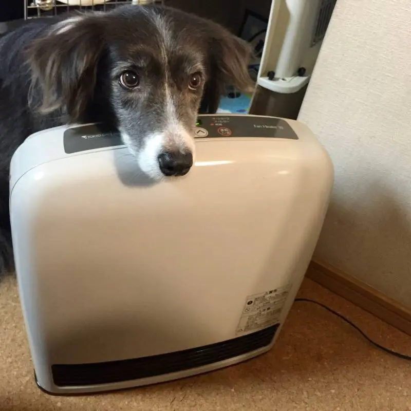 1年ぶりの暖房器具にるんるんのメルちゃん