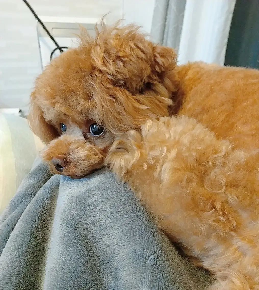 お気に入りのブランケットの上でパパの帰りを待つテテちゃん