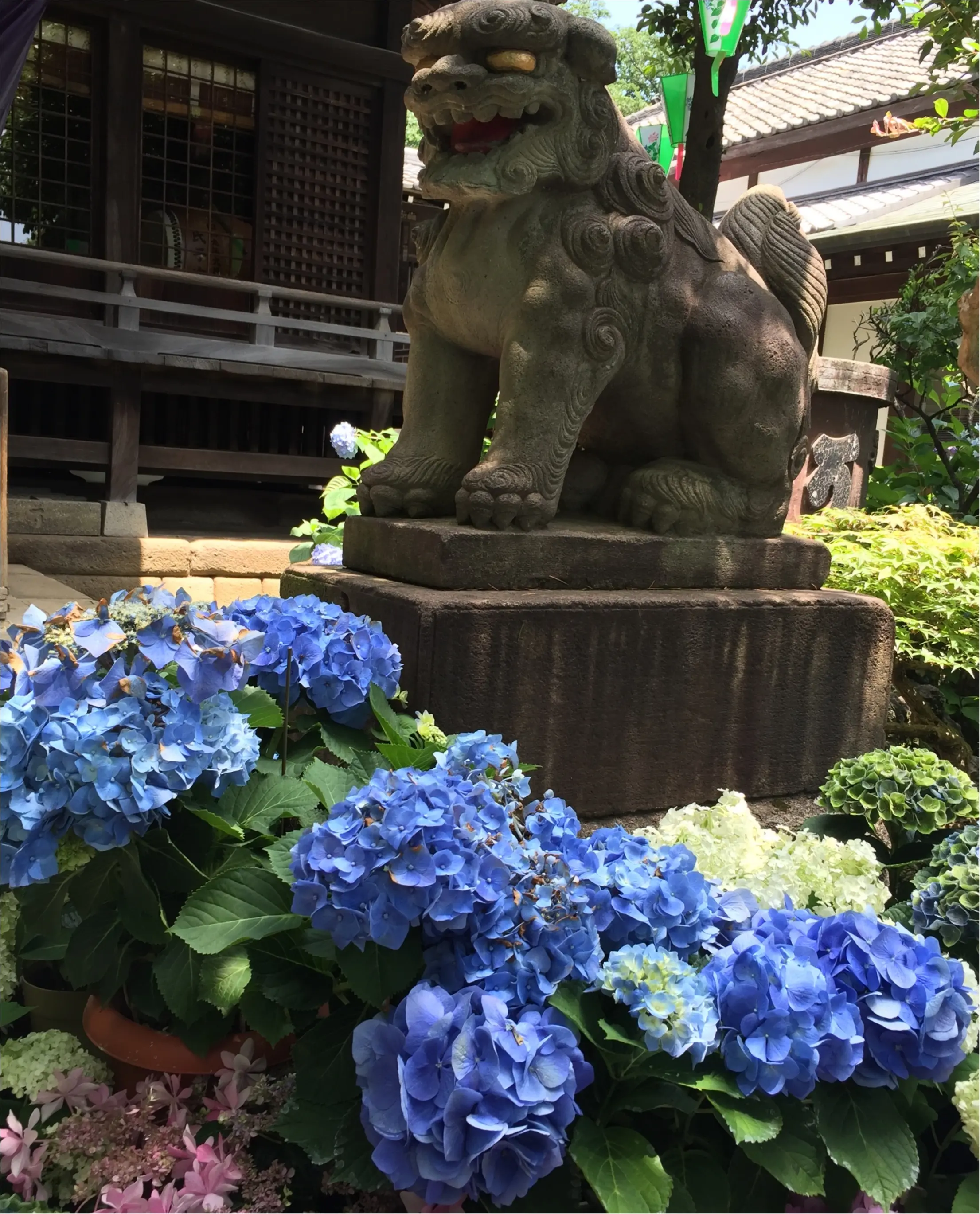 【今が見頃!】6月のおでかけは紫陽花まつりがおすすめ*写真映えするコーデのポイントも♡_3