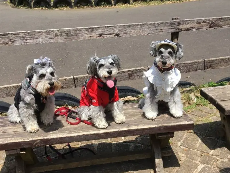 犬・サクラちゃん、姉妹犬とのスリーショット