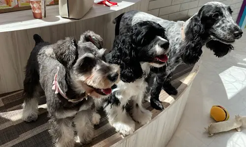 3匹の犬の写真