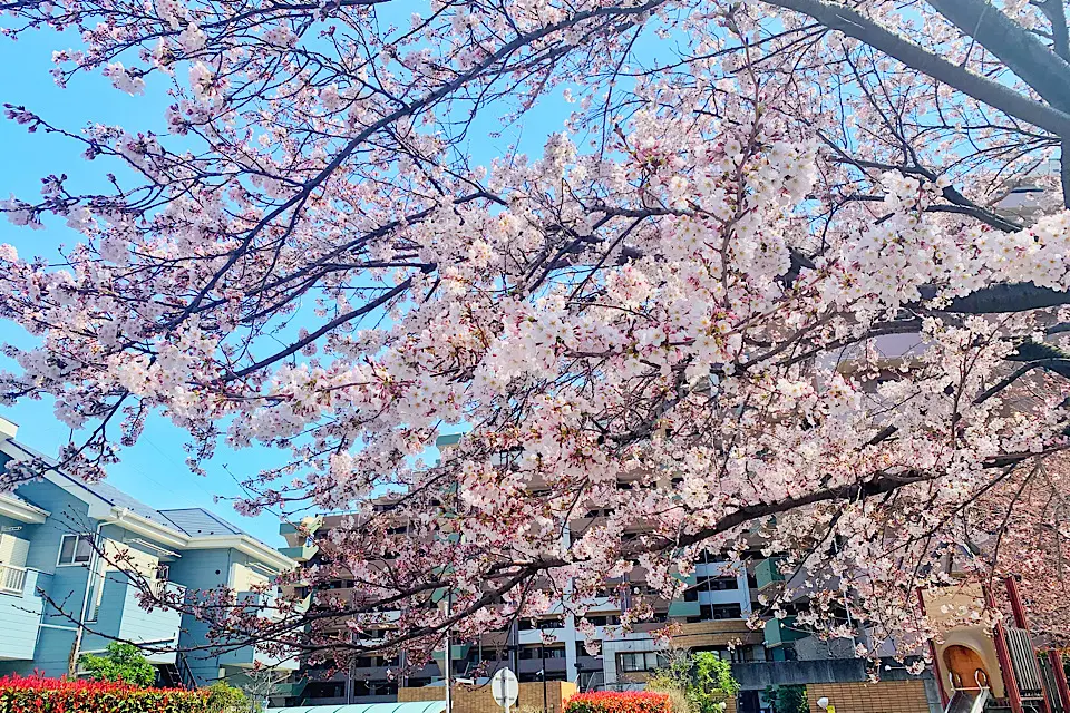 【辛口評価】買って損なしリピ買いコスメ♡春夏マストBUYなおすすめ4選_1