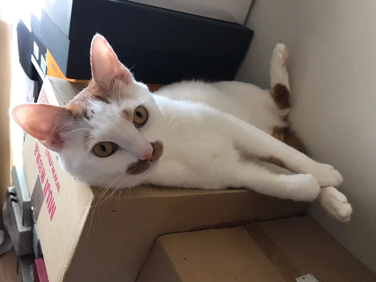 【今日のにゃんこ】この格好をしている時のラビくんは、○○と感じている証拠_1