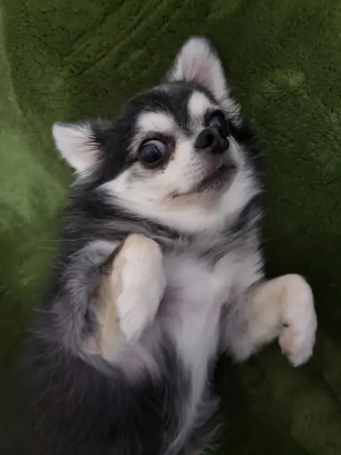 【今日のわんこ】なんだかちょっと怯えてる!? なててまるの表情_1