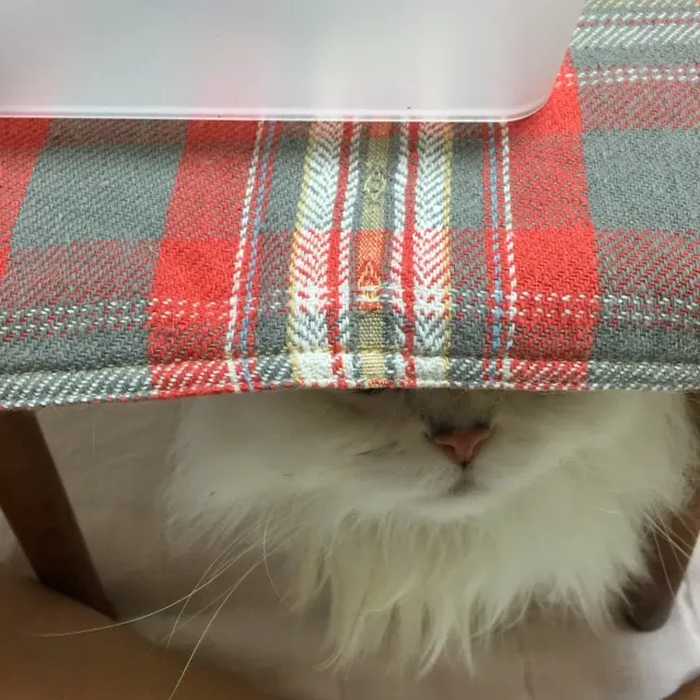 本日のにゃんこ トラくん チンチラ_1