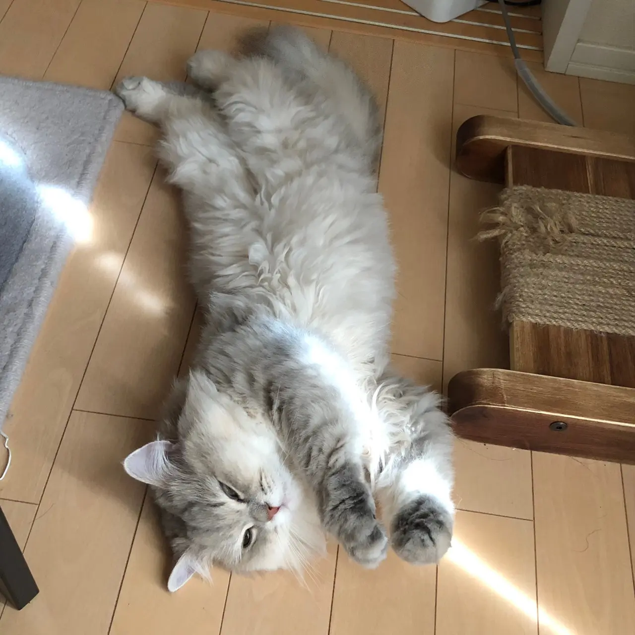 【今日のにゃんこ】お日様があたる場所でのび~♪ ココンちゃん_1