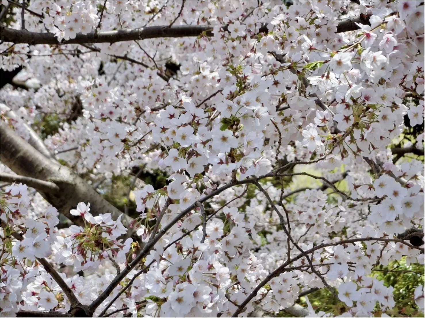 【可愛いフォトスポットも☆】六本木・東京ミッドタウンでお花見してきました!_2