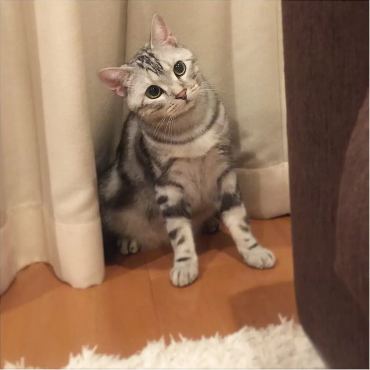 【今日のにゃんこ】あれれ? アランくんの素朴な疑問とは?_1