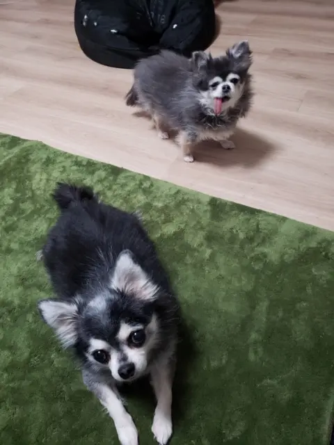 【今日のわんこ】ててまるの大きな瞳に釘付け!_1