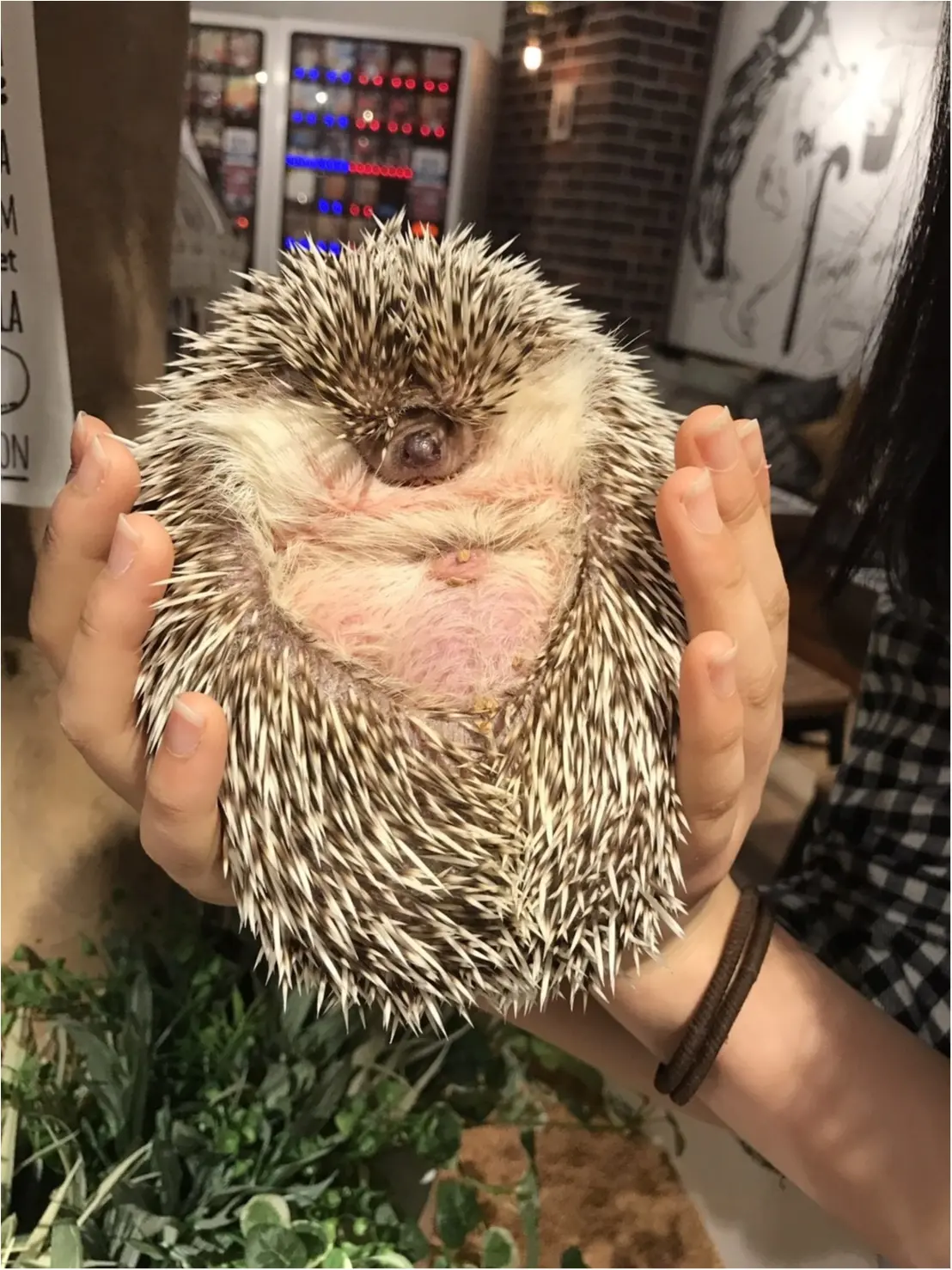 moco▶︎ハリネズミ専門店『HARRY』衝撃の癒し効果!_6
