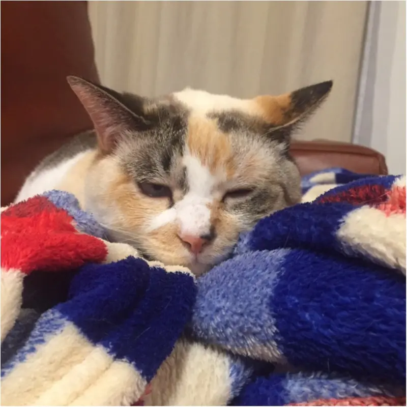 【今日のにゃんこ】寒いからこそ幸せ♡ ゆきちゃんの冬の楽しみ方_1