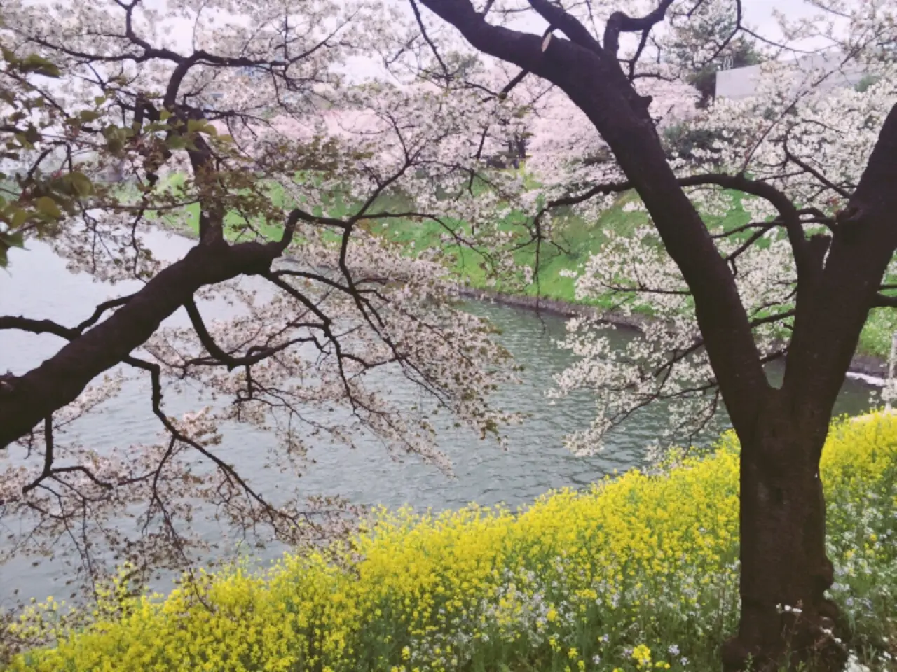 桜の命は短し、恋せよ乙女。_3