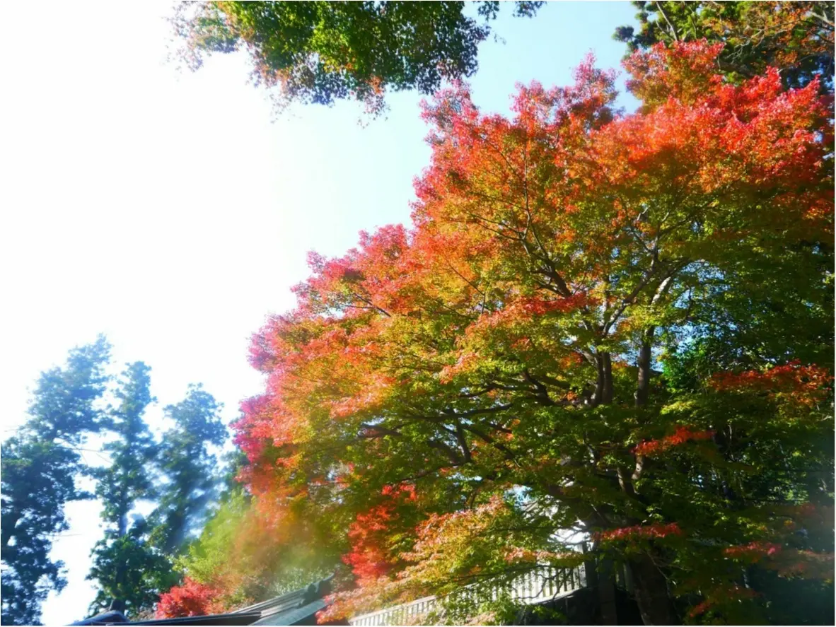 【しの散歩】世界一登山客が多い山!東京の紅葉スポットといえば、やっぱり『高尾山』がおすすめ♪_6