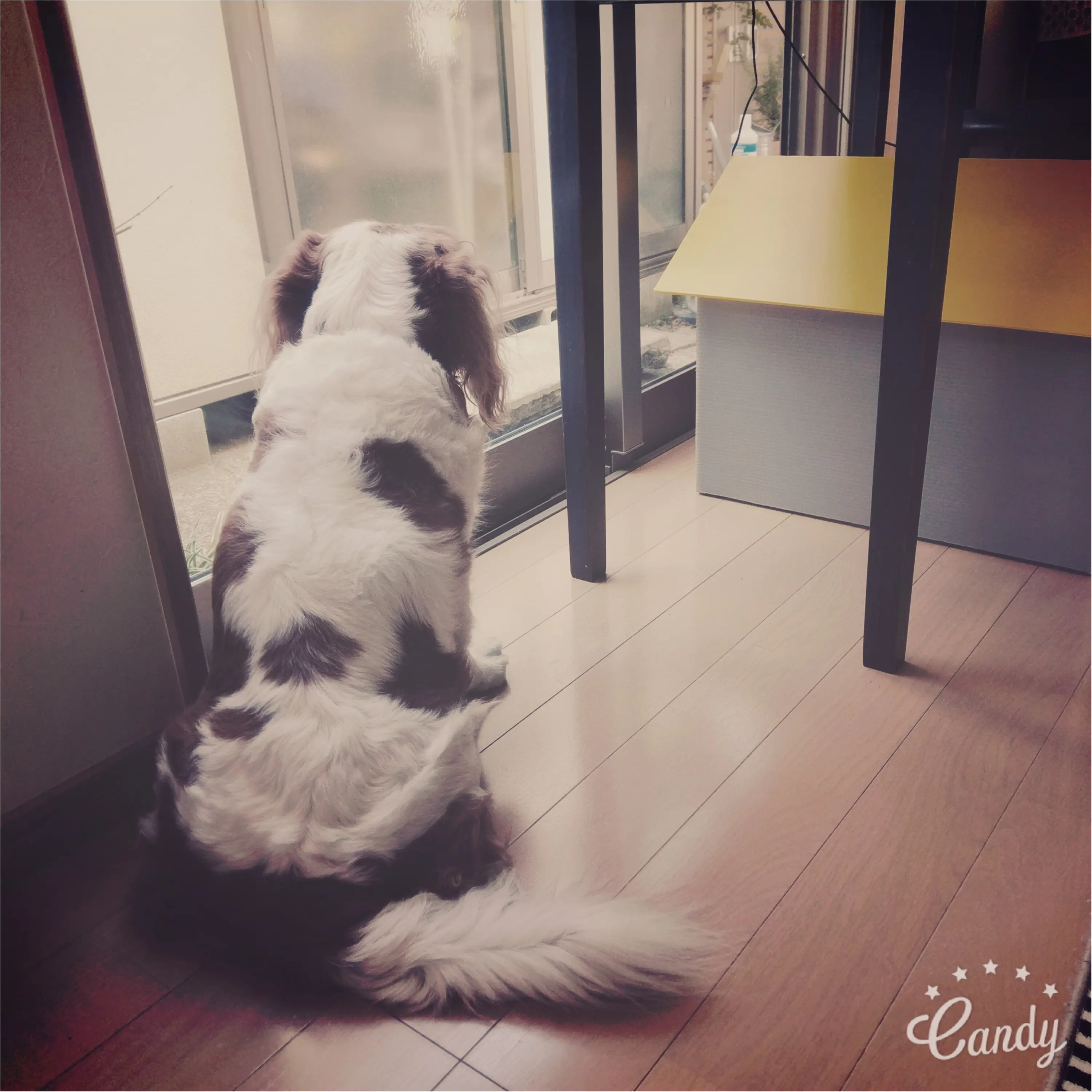 【今日のわんこ】お外に出たいな~。 不満モードなナッツくん_1