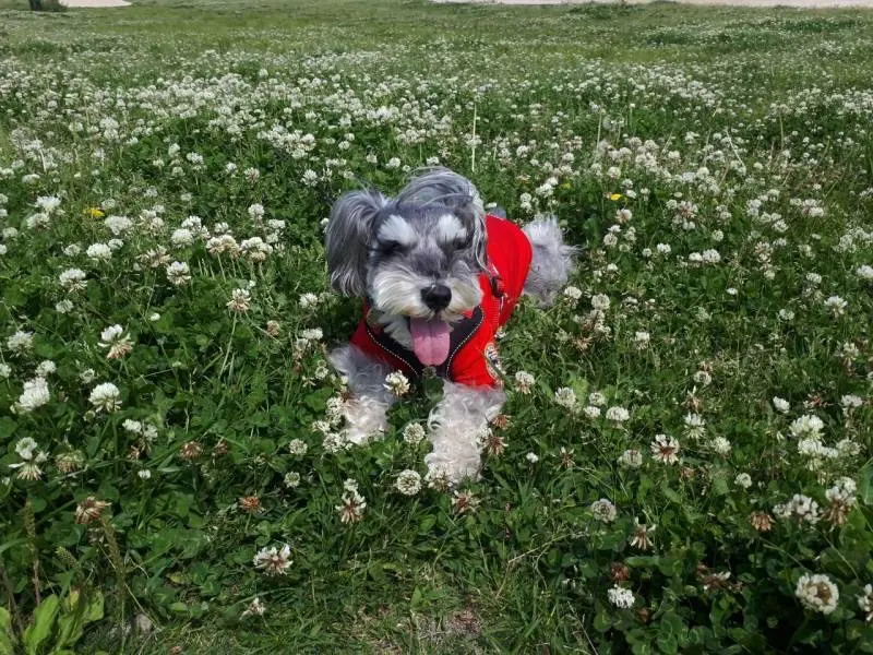四つ葉のクローバーを探す犬・サクラちゃん