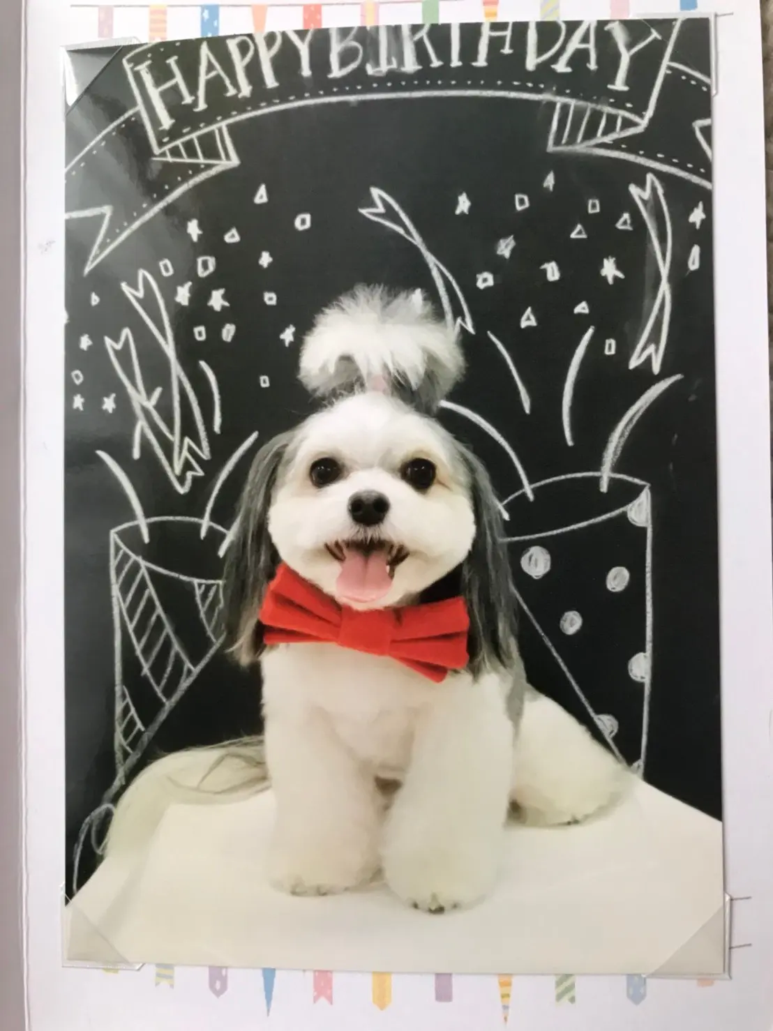 【今日のわんこ】真っ赤な蝶ネクタイをつけてみた太郎くん♪_1