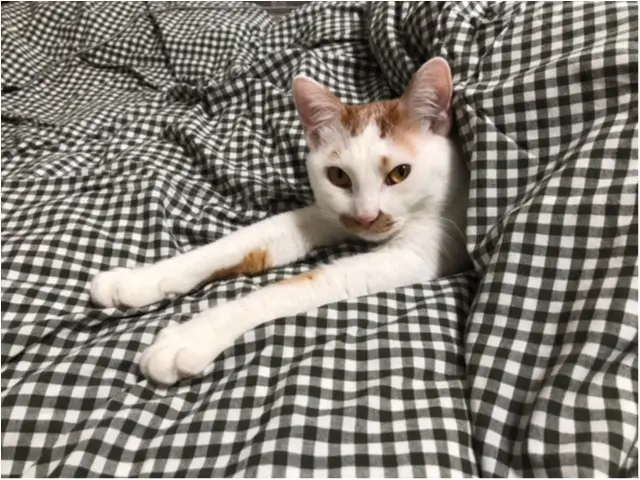 【今日のにゃんこ】「なんだか寒くなったにゃ~」。布団にはさまるラビくん_1