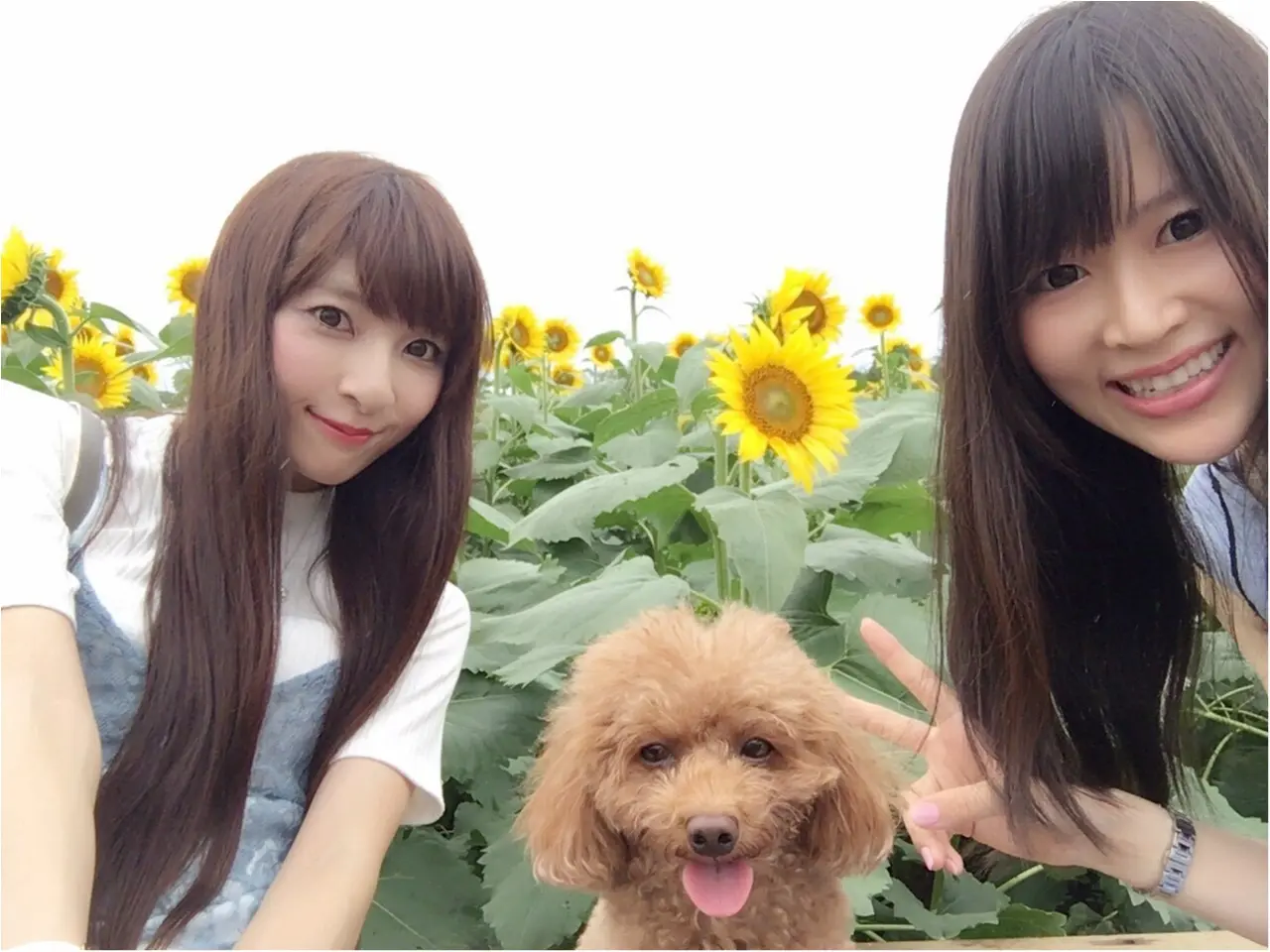 ♡【都内から1時間ちょっと】ひまわり畑見てきたよー♡モアハピ◡̈のぞみ♡_6