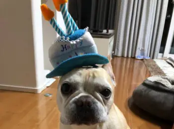 犬用ケーキに夢中！ まつこのお誕生日をお祝い