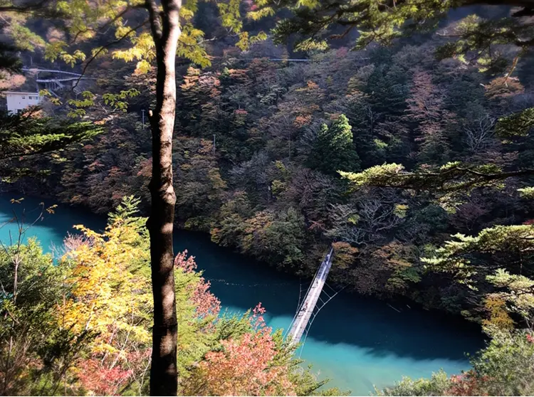 【#静岡】《夢の吊り橋×秋・紅葉》美しすぎるミルキーブルーの湖と紅葉のコントラストにうっとり♡湖上の吊り橋で空中散歩気分˚✧₊_10
