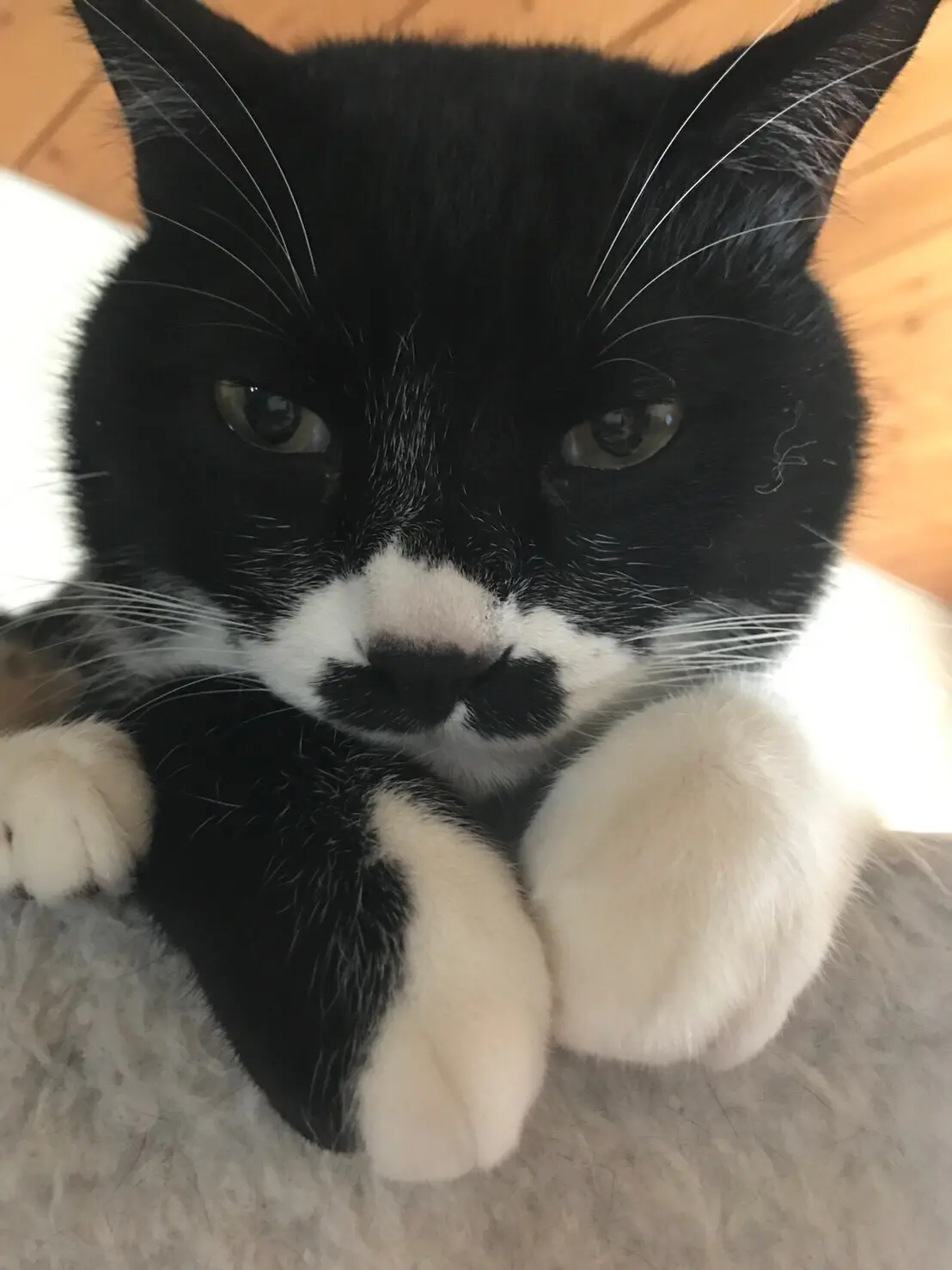【今日のにゃんこ】ダイエット中の飼い主にするどい視線をおくるモモくん。_1