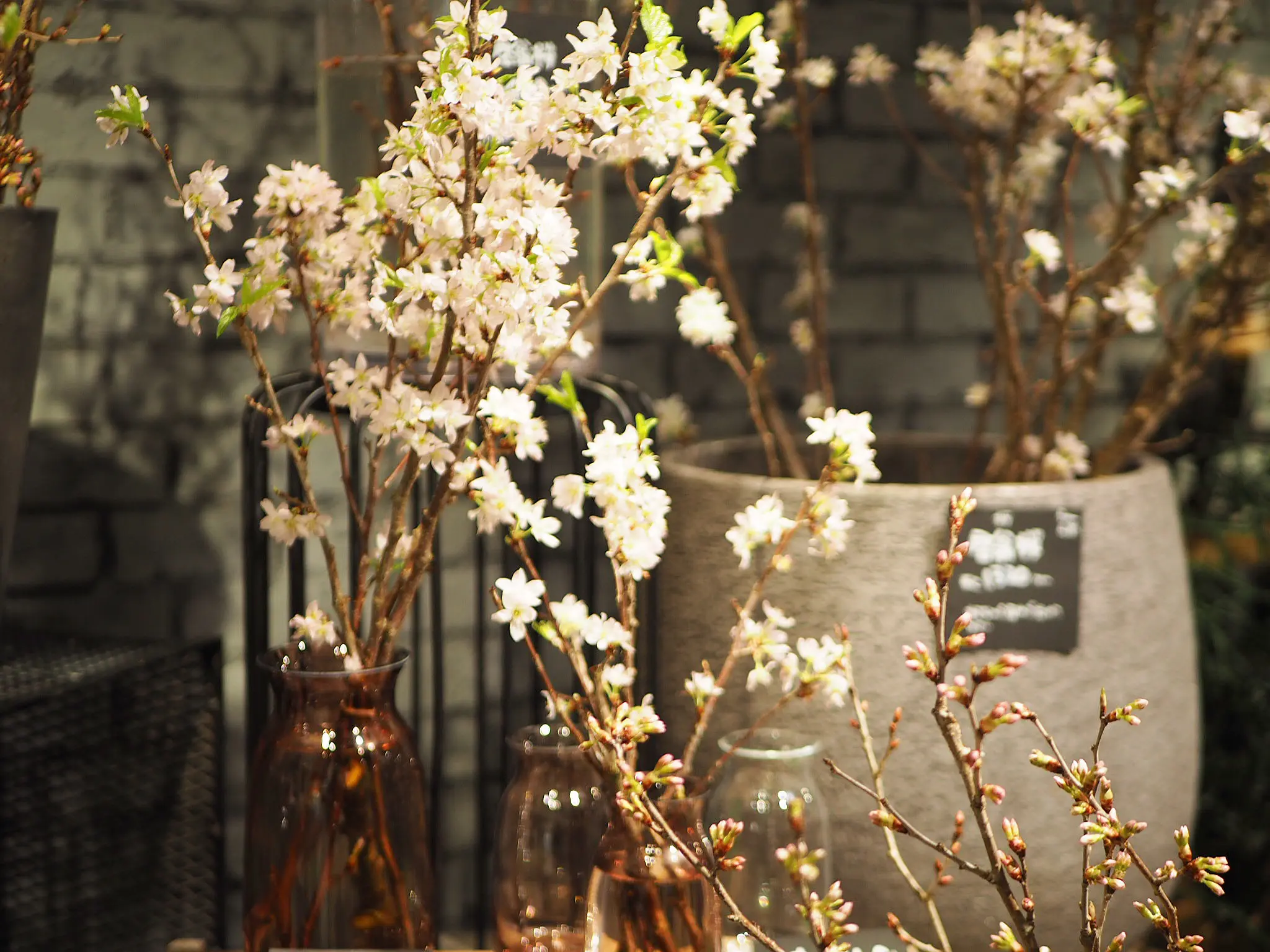 【おうちでお花見♡】AOYAMA FLOWER MARKETの桜が咲きました♩_9