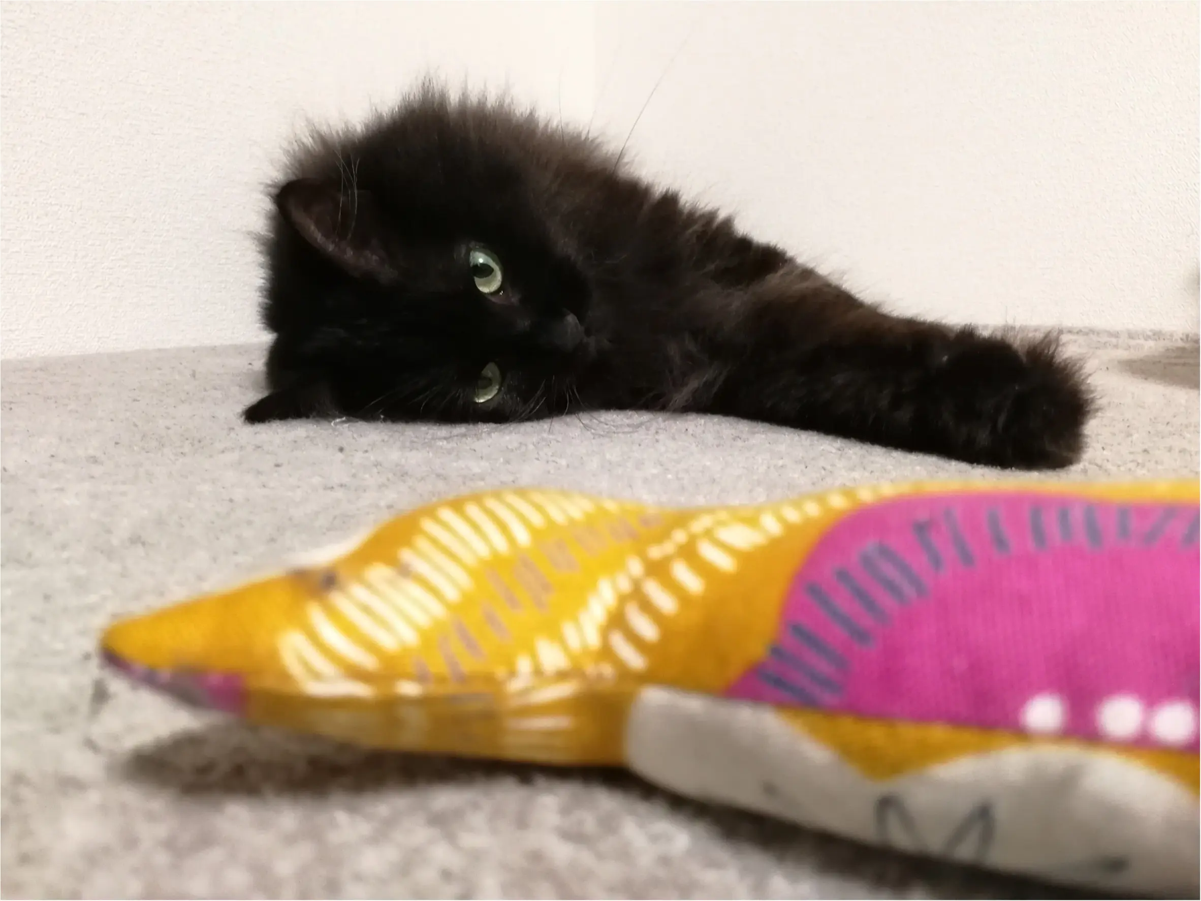 【今日のにゃんこ】寝ていると見せかけて……⁉ ゆらちゃんのハンティング_1