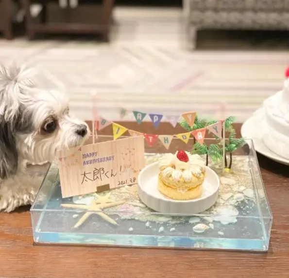 チワワとマルチーズのミックス・太郎君のお誕生日を祝っている様子