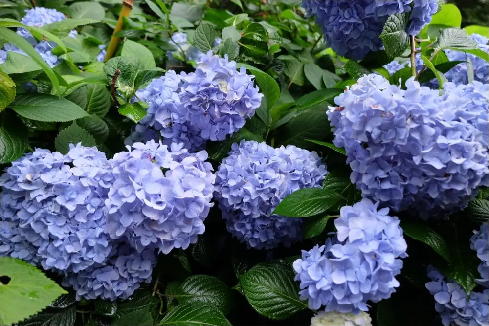 鎌倉の紫陽花名所特集 - 人気のあじさい寺「長谷寺」「名月院」などおすすめスポット_23