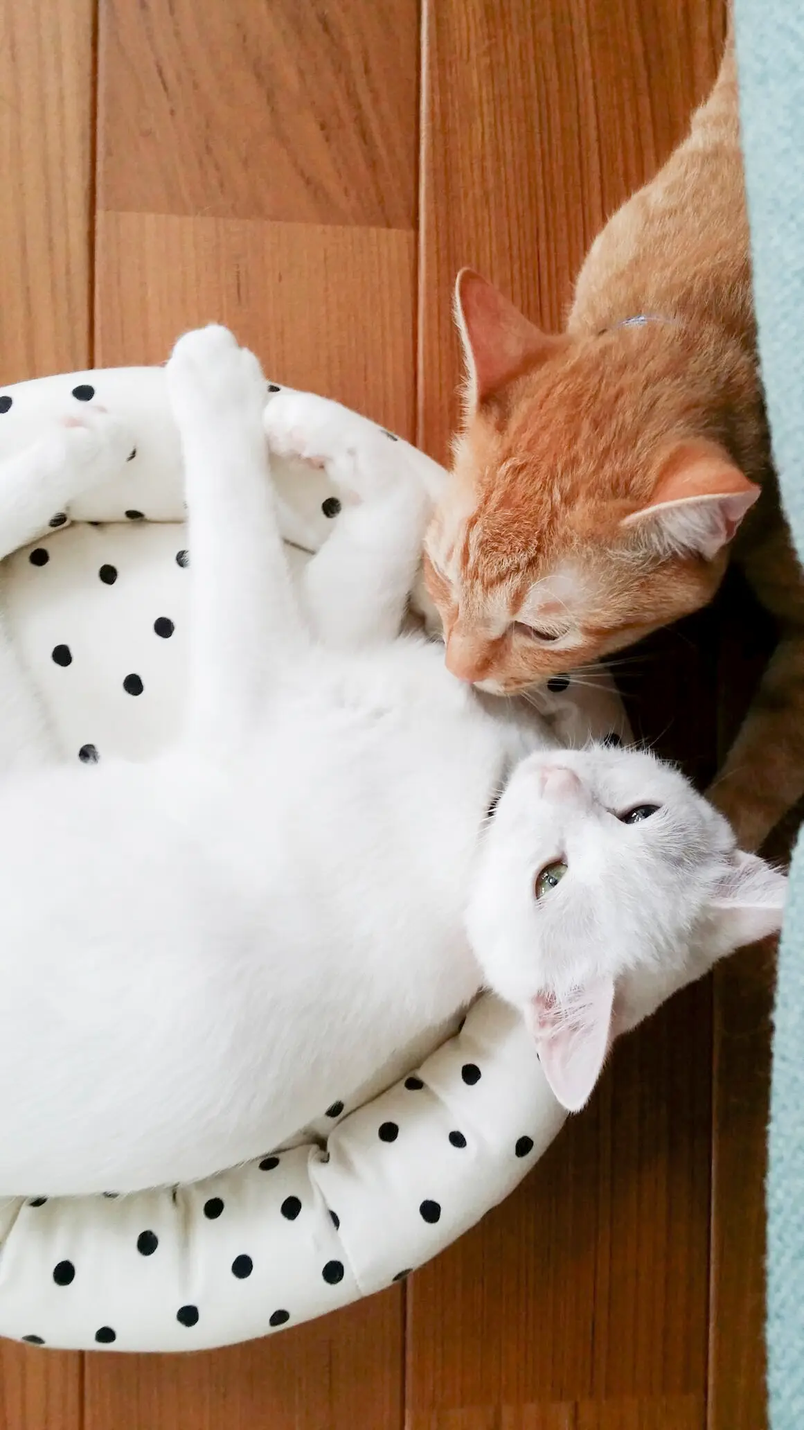本日のにゃんこ ちゃとらんくんとしっぽちゃん_1