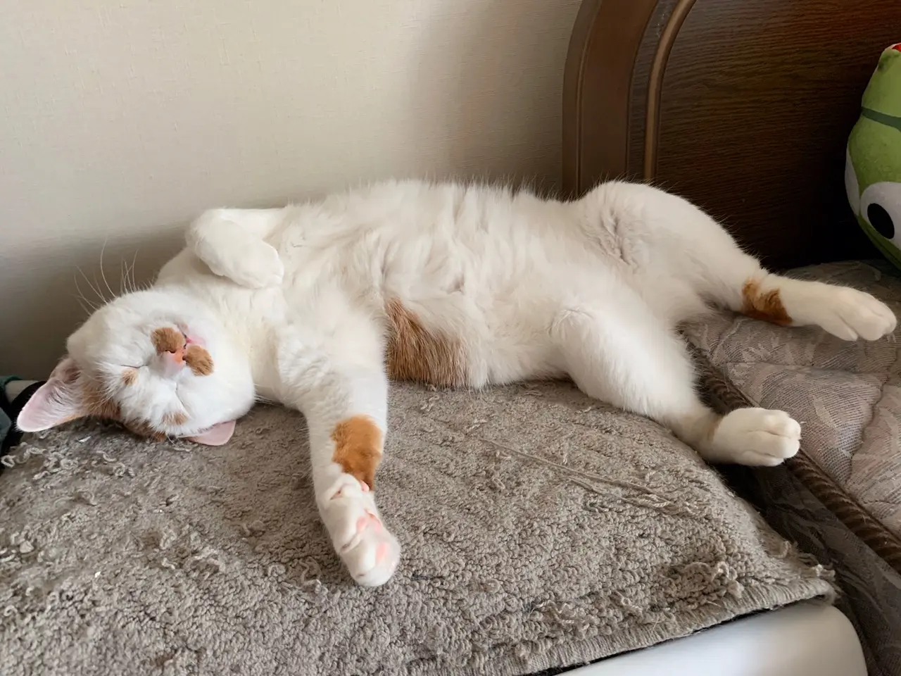 【今日のにゃんこ】熟睡するラビくんの寝顔が可愛すぎる_1
