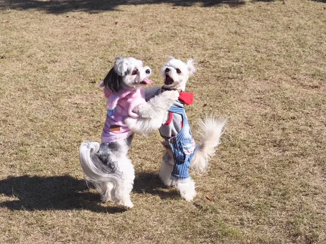 今日のわんこ 太郎くんがお友達とわんプロ中 今日のわんこ にゃんこ Daily More