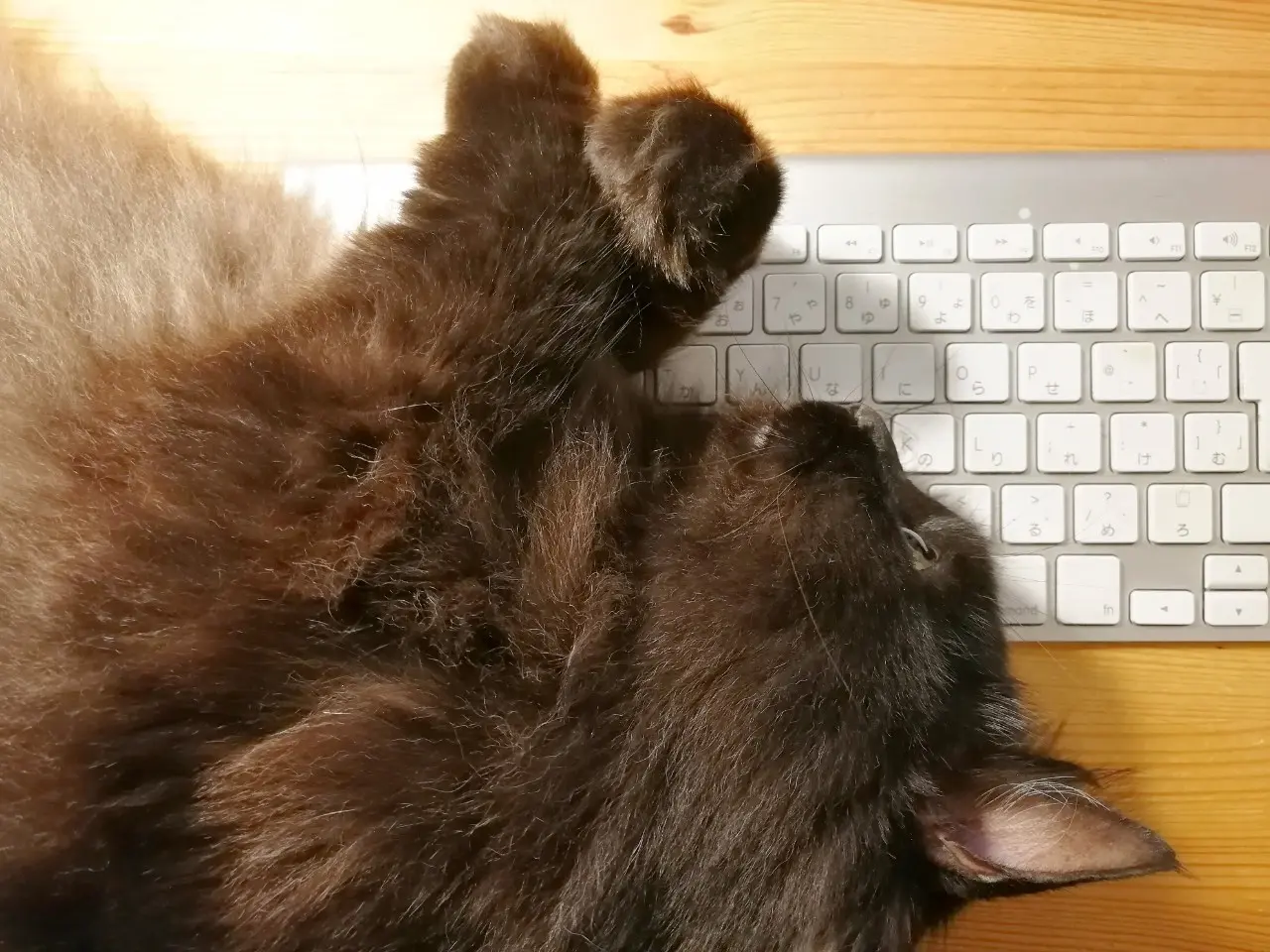 【今日のにゃんこ】 仕事がはじまった飼い主を邪魔するゆらちゃん_1