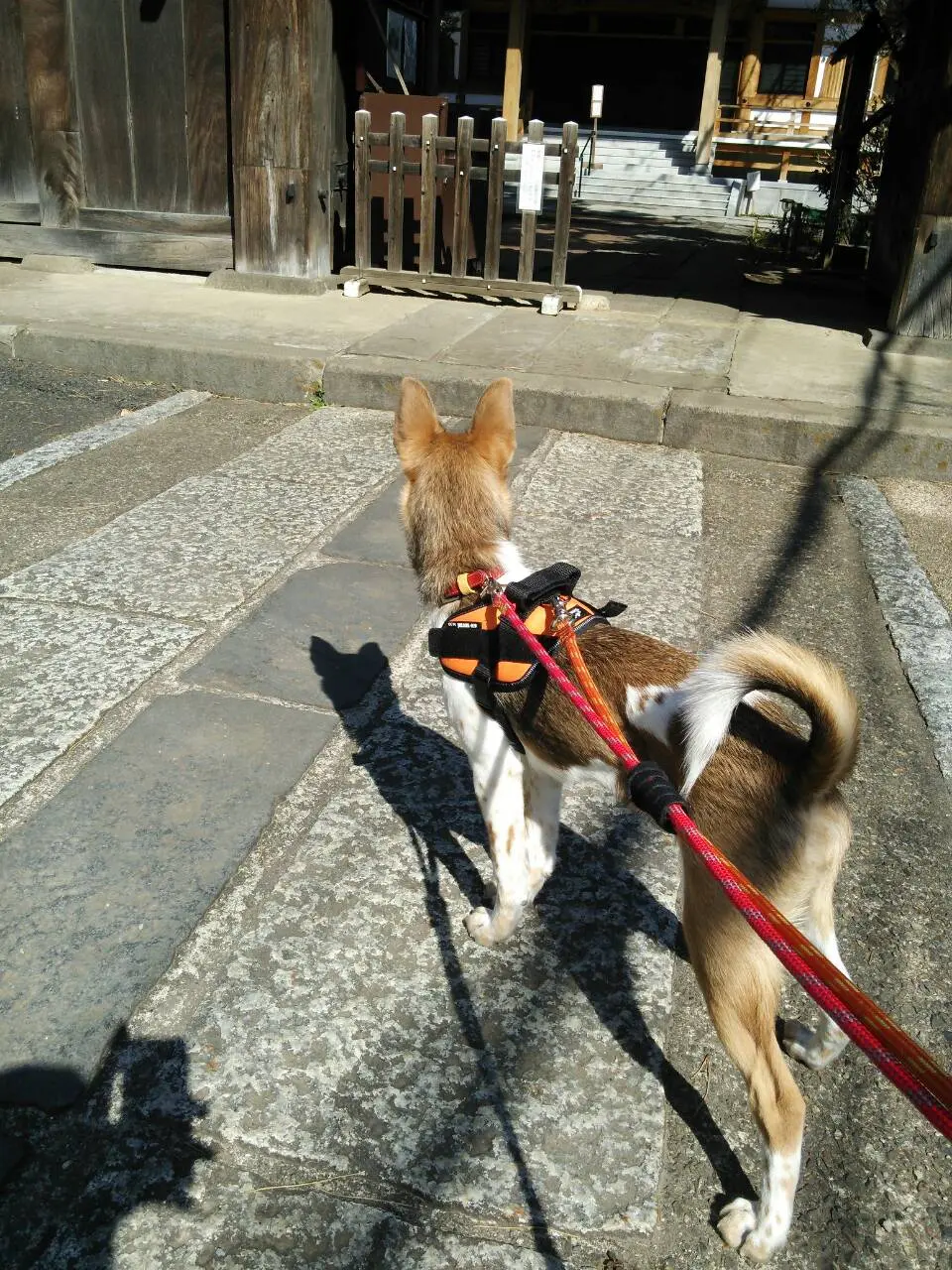 本日のわんこ こだまちゃん_1