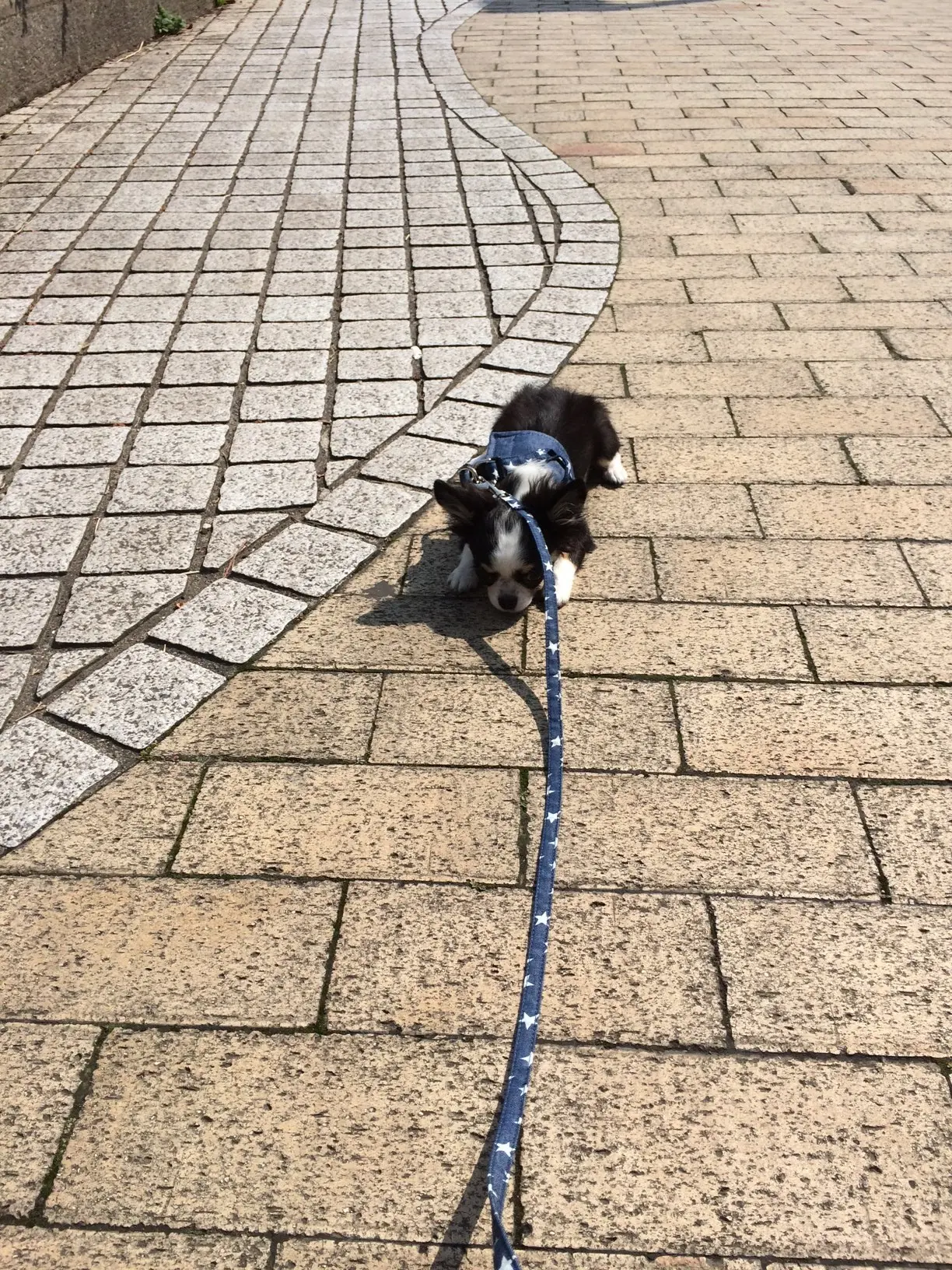 本日のわんこ 花子ちゃん_1