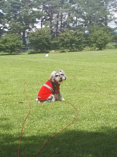 公園に遊びに来たサクラちゃん
