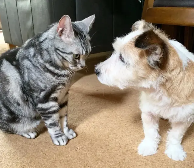 犬・チャラちゃんをにらむ猫・ソラくん