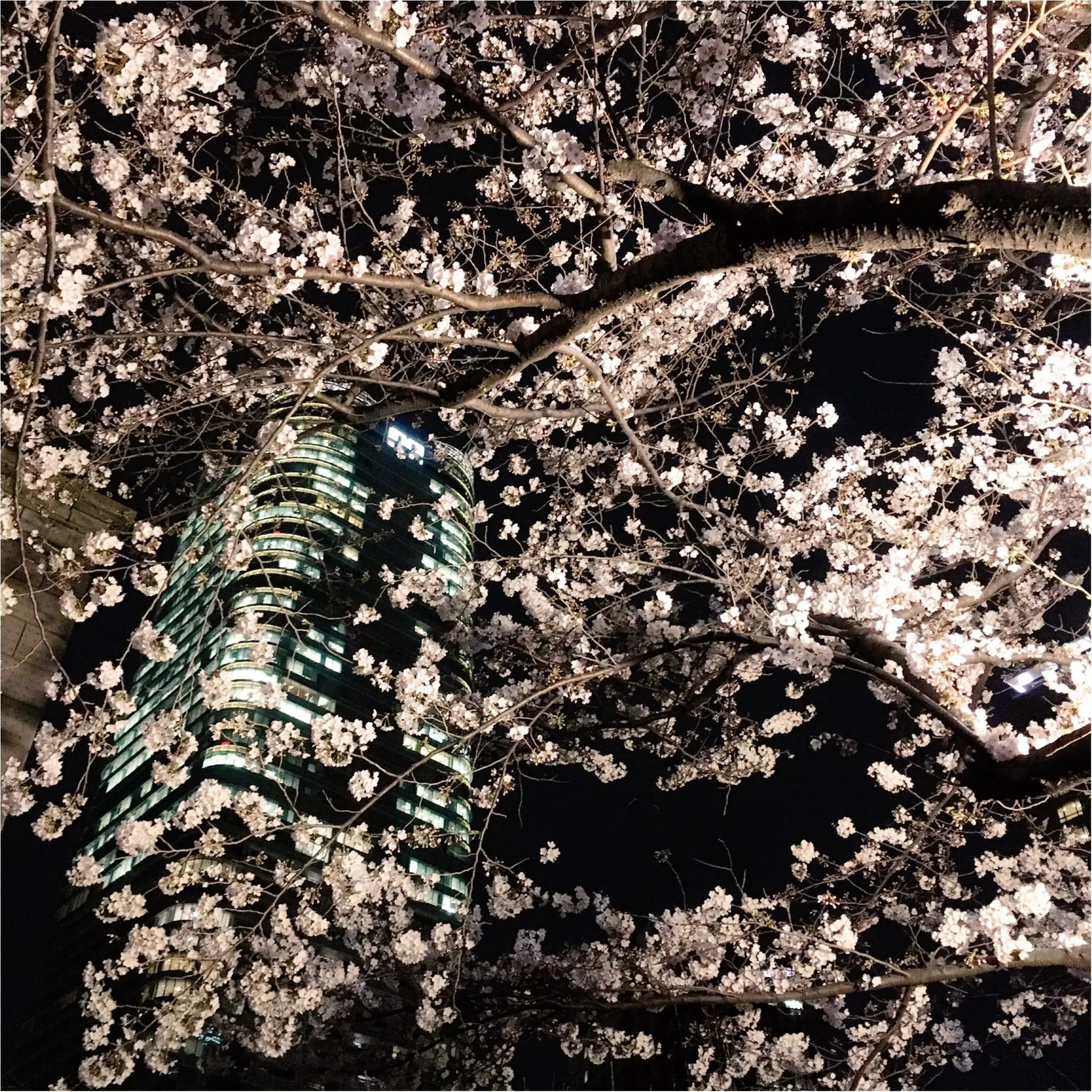 夜桜はしごしました♡六本木〜千鳥ヶ淵_5
