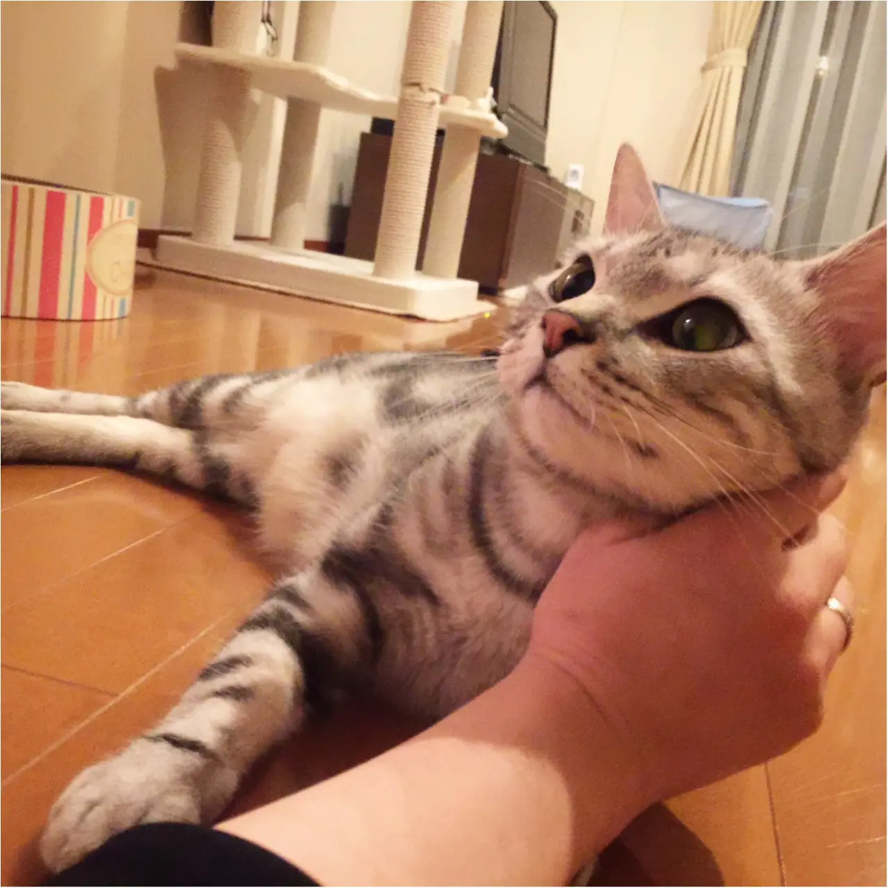 【今日のにゃんこ】もっとして♡ なでなでされたいアランくん_1