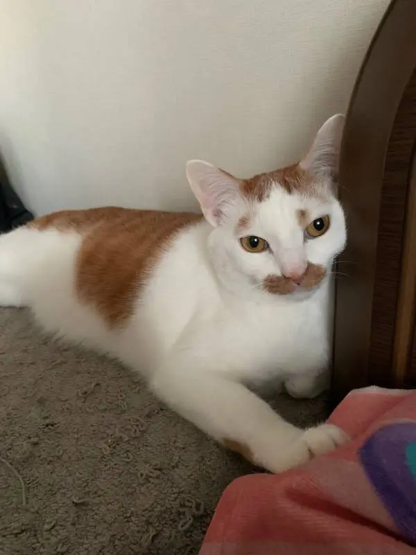 【今日のにゃんこ】飼い主をやさしく励ますラビくん_1