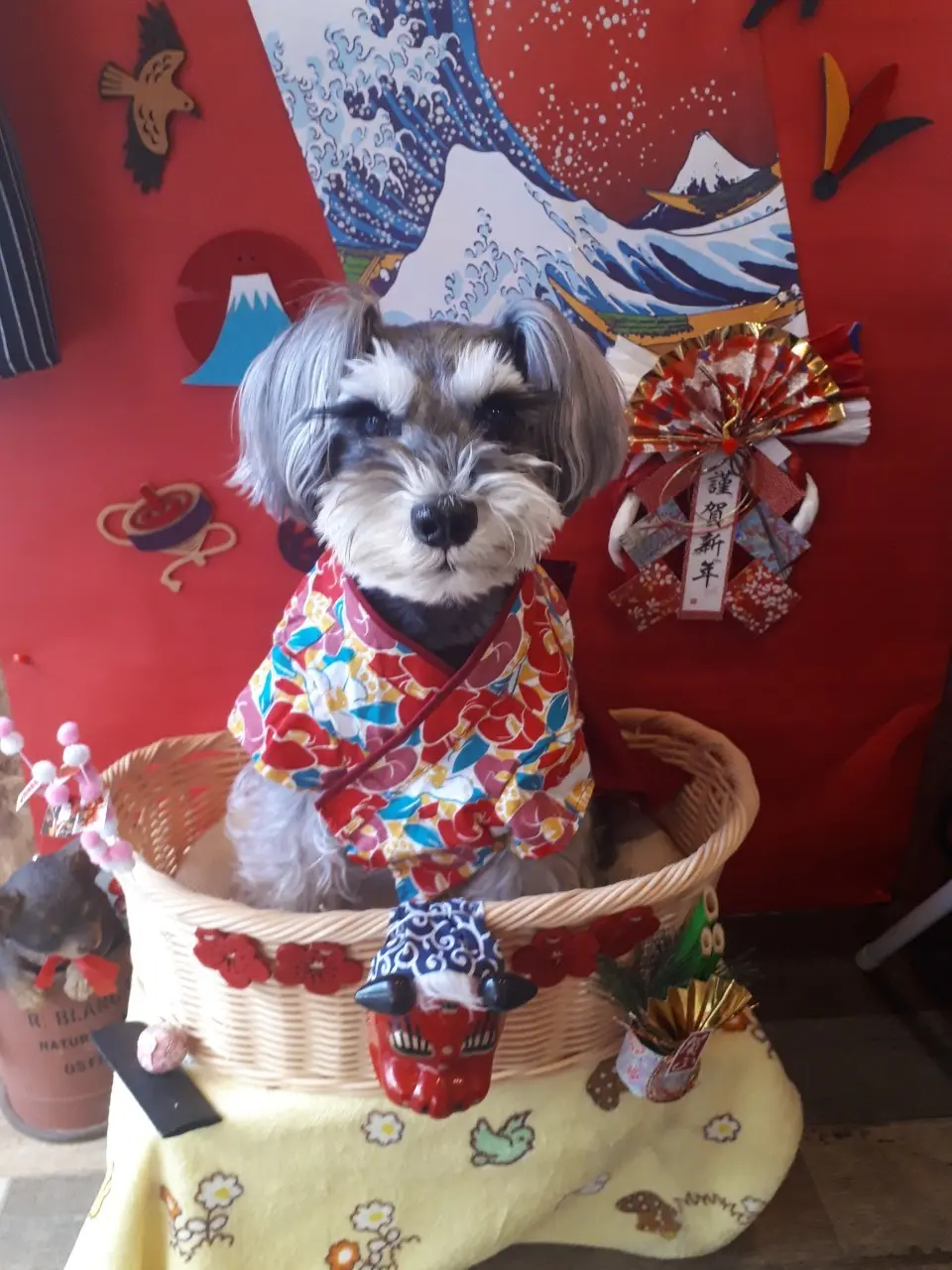 着物を着て写真撮影をする犬・サクラちゃん