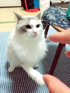 本日のにゃんこ カイくん ラグドール_1