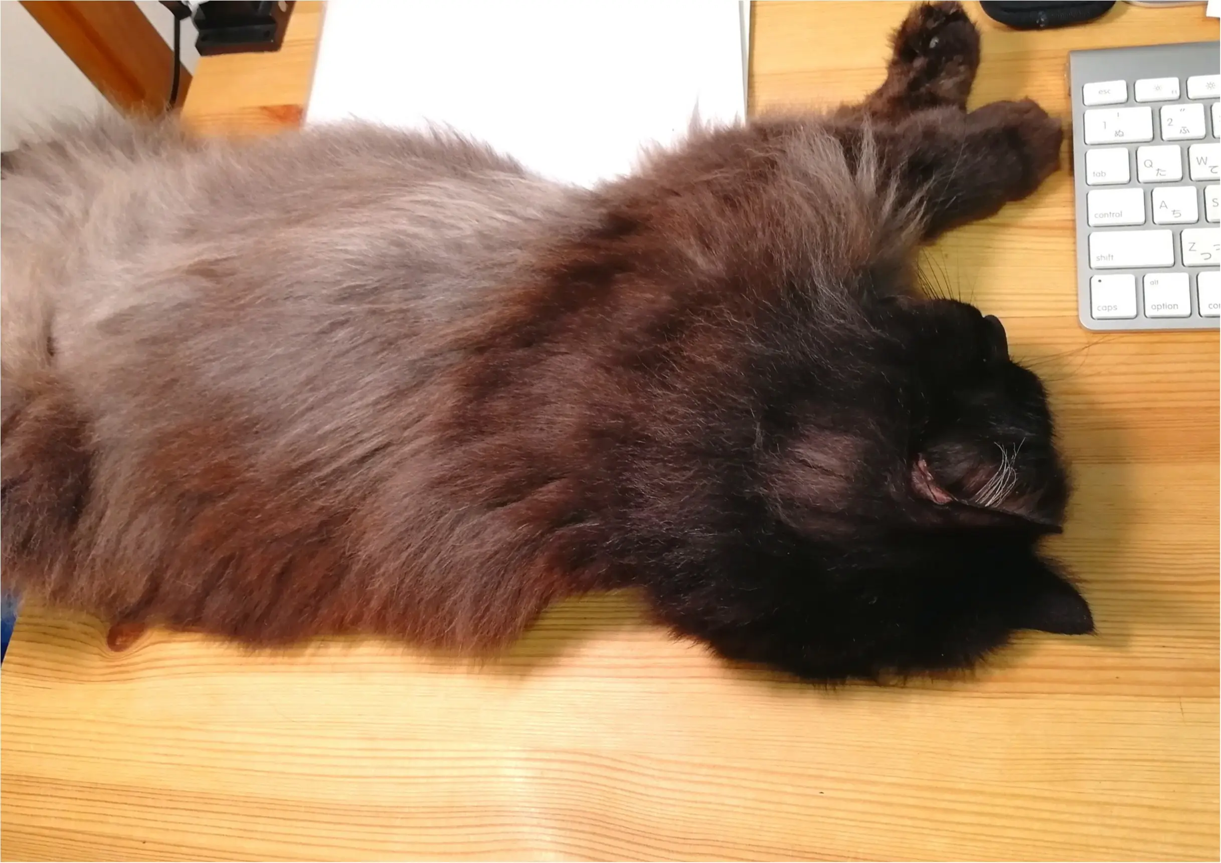 【今日のにゃんこ】ごろーん! ママのお仕事を邪魔するゆらちゃん_1