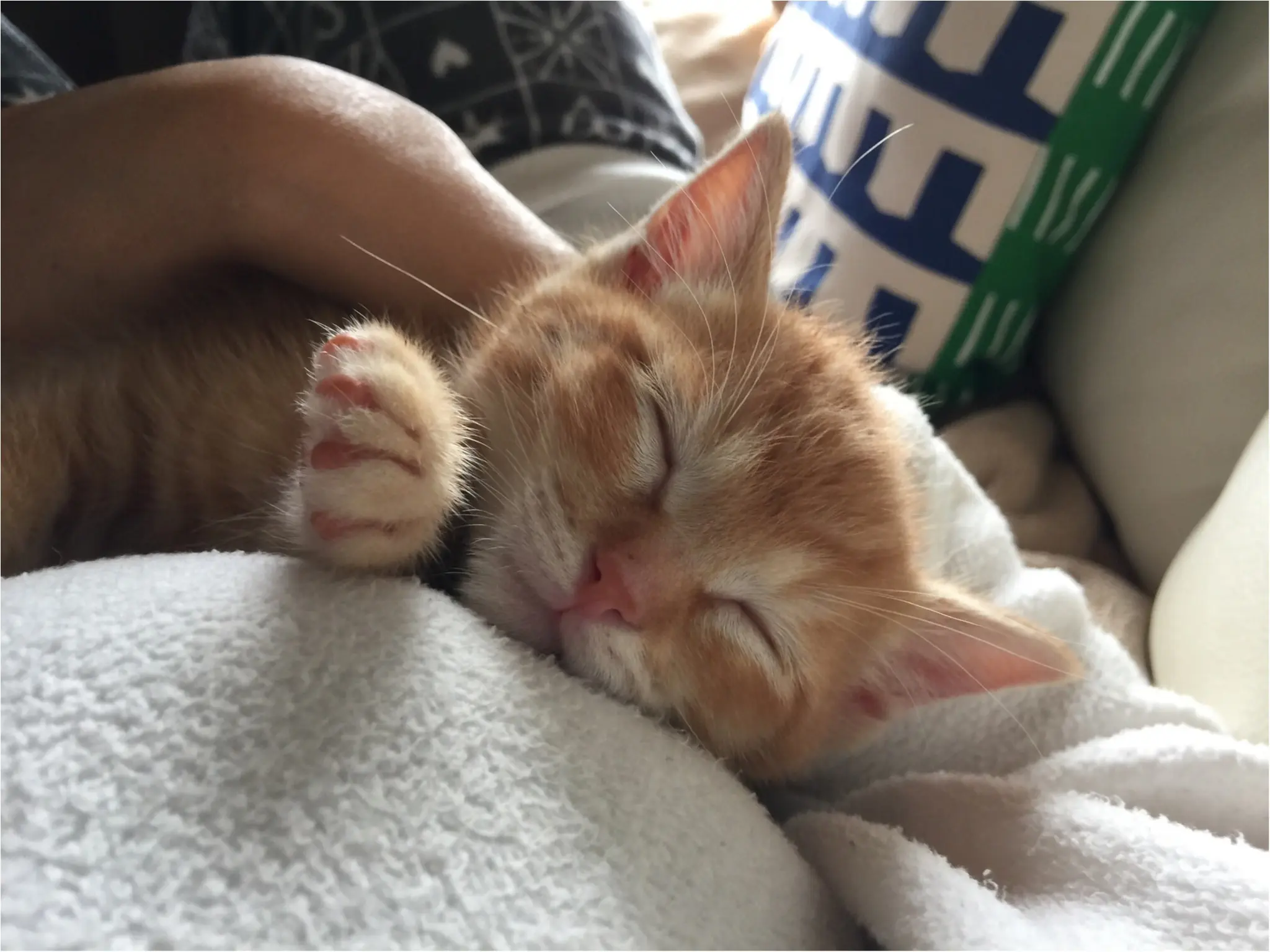 【今日のにゃんこ】大好きなママと♡ ぽぽくんは、にっこり寝の最中♪_1