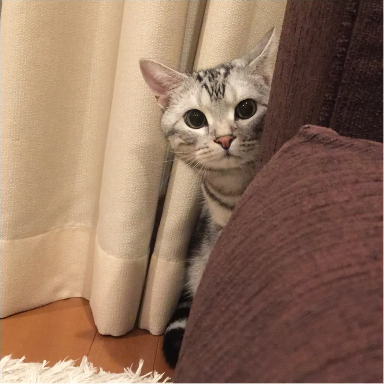 【今日のにゃんこ】ちらり♪ ママをみつめるアランくん_1