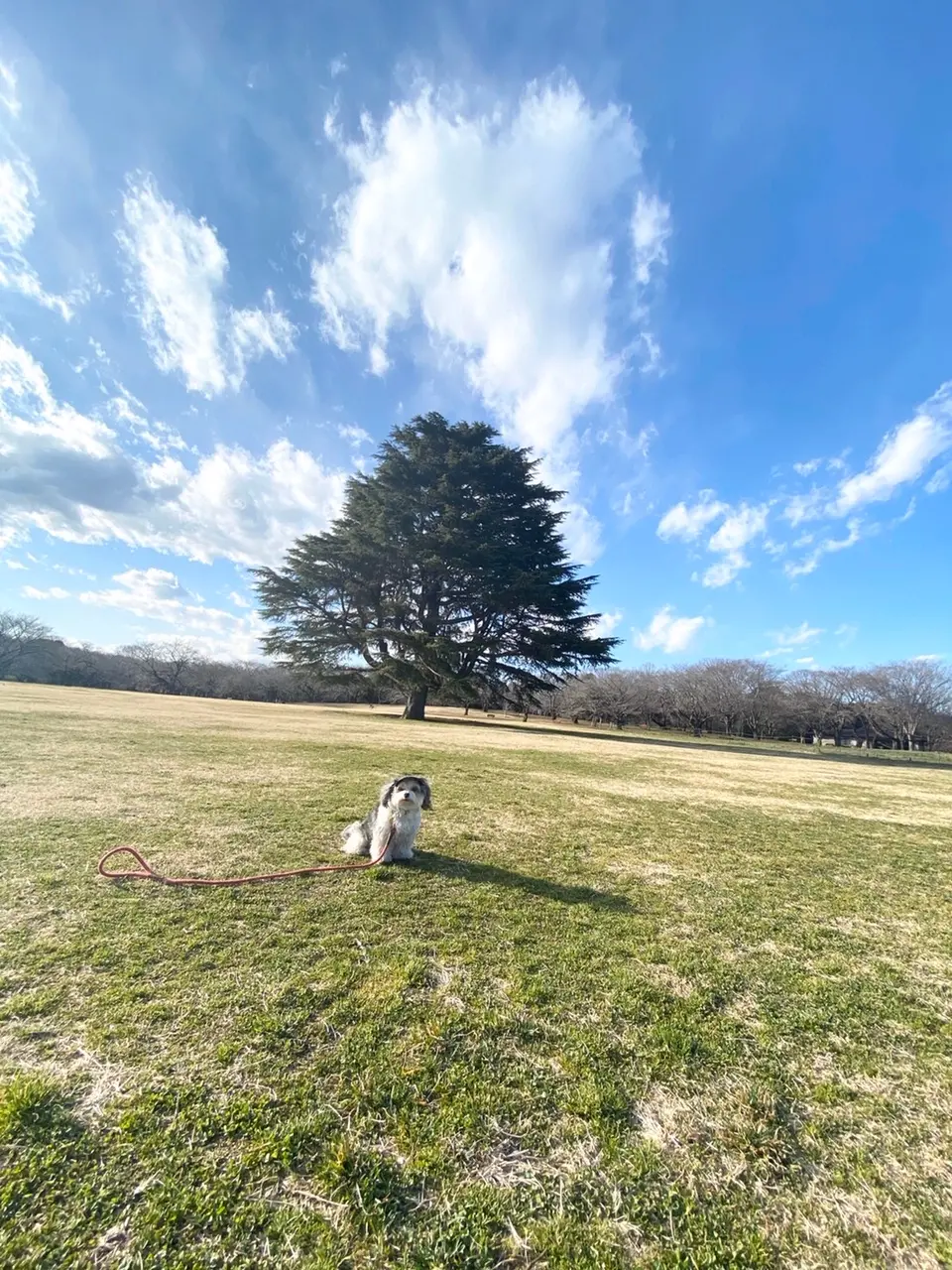 【今日のわんこ】太郎くん、広々とした公園で遊びまわった日の1枚_1