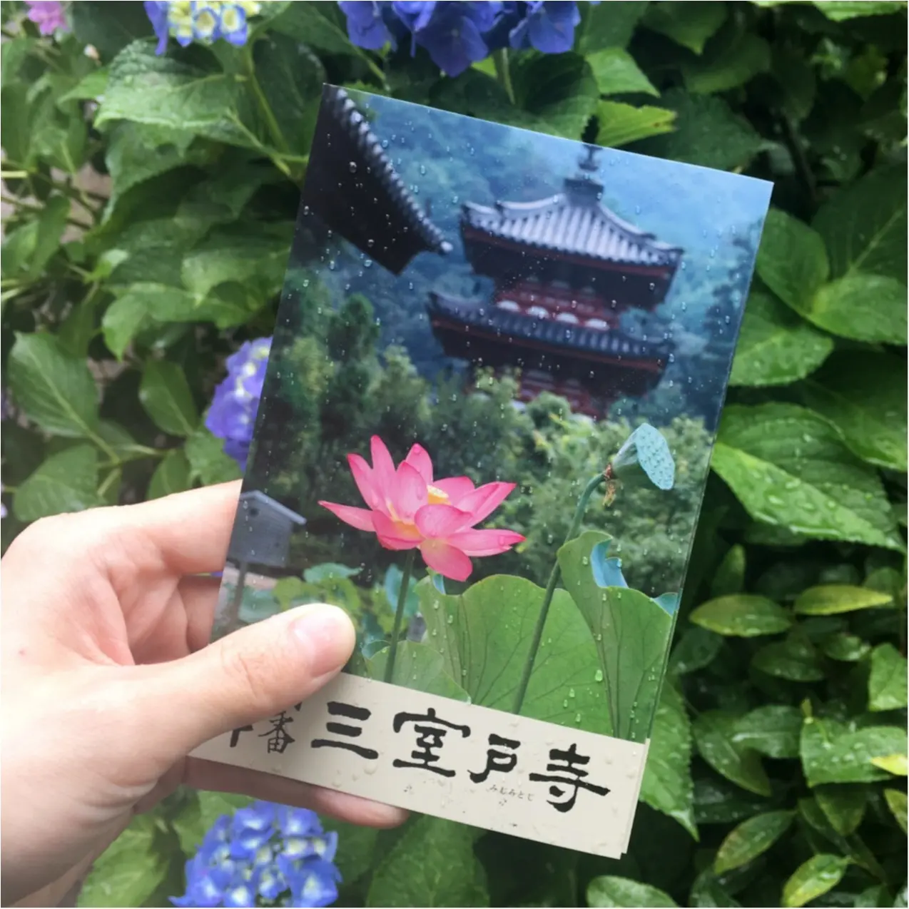 梅雨の時期に見たい♪紫陽花の名所へおでかけ…*見つけたハートの紫陽花♡_2