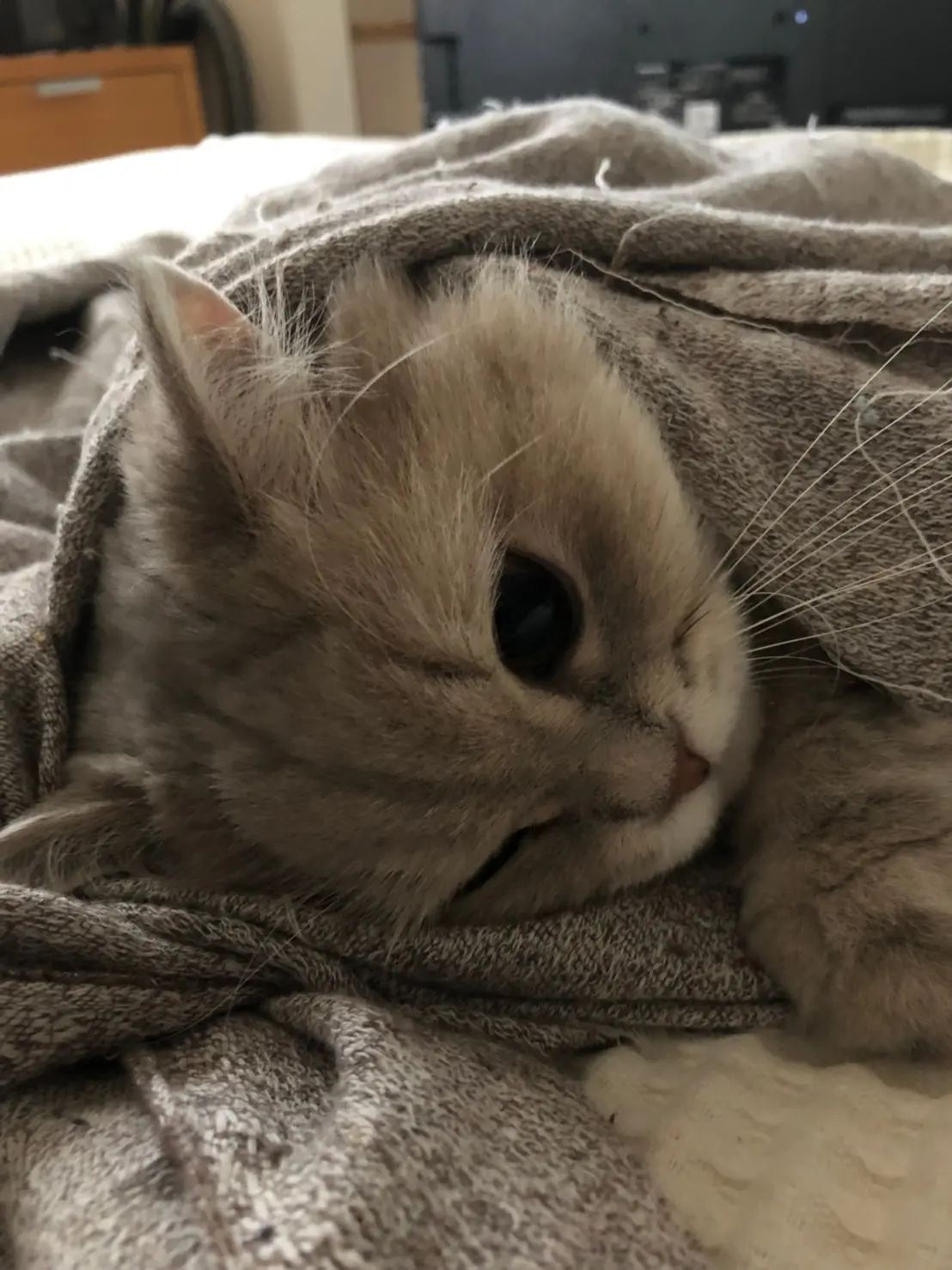 【今日のにゃんこ】年末年始はだらだらします! 態度で示すココンちゃん_1
