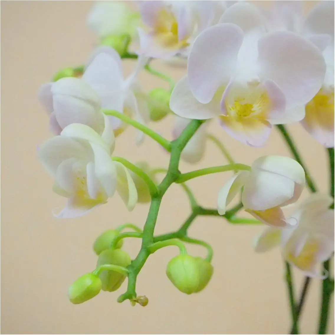 自宅でも育てやすい♡パーソナル胡蝶蘭♡をご存知でしょうか_3