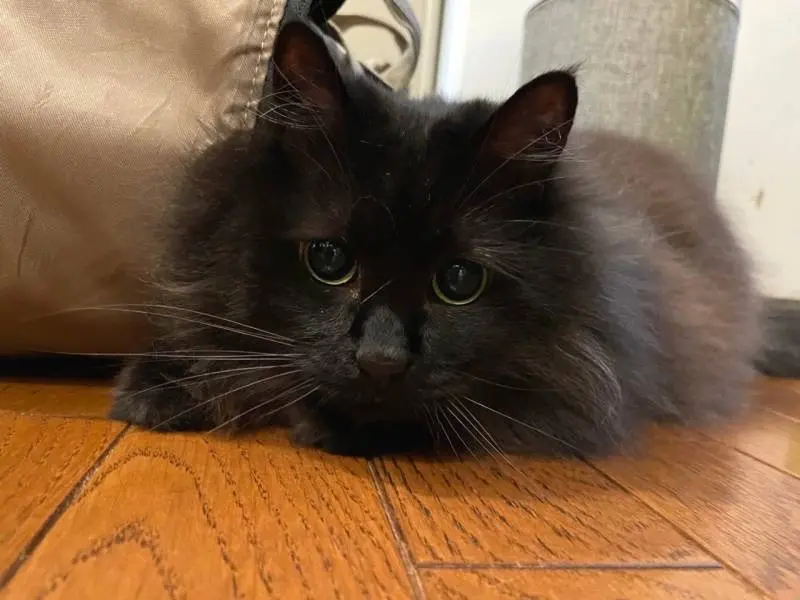 ペットシッターに向かって全力で甘える猫・ゆらちゃん
